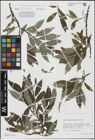 Foto von Salix hegetschweileri Heer